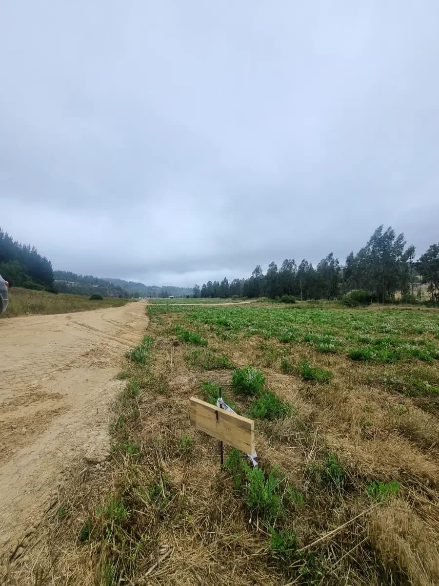 Navidad, Región de O'Higgins, Chile