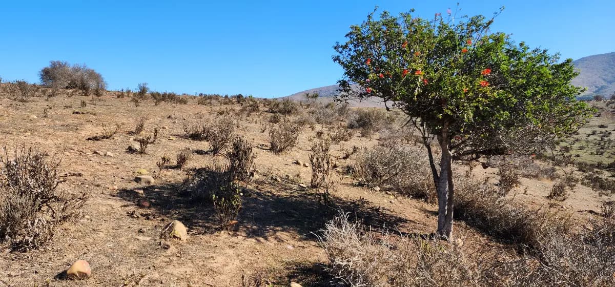 Casas Viejas De Longotoma, La Ligua, Región de Valparaíso, Chile