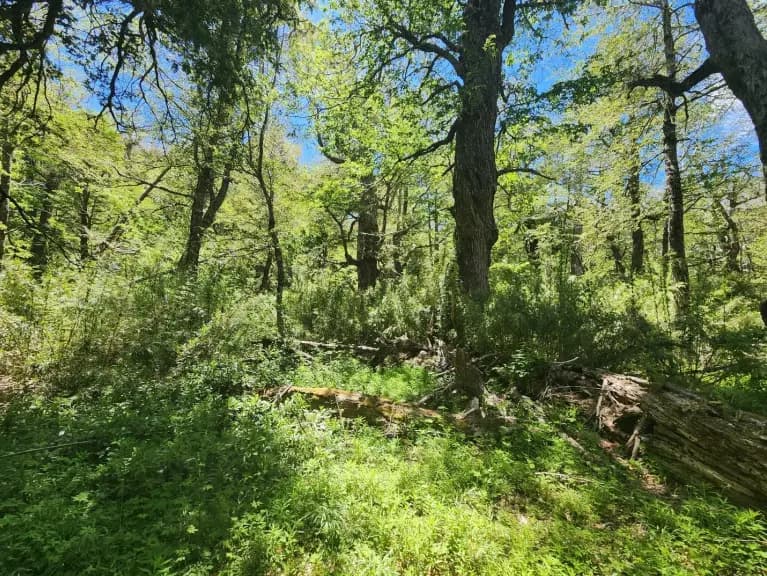 Curarrehue, Región de La Araucanía, Chile