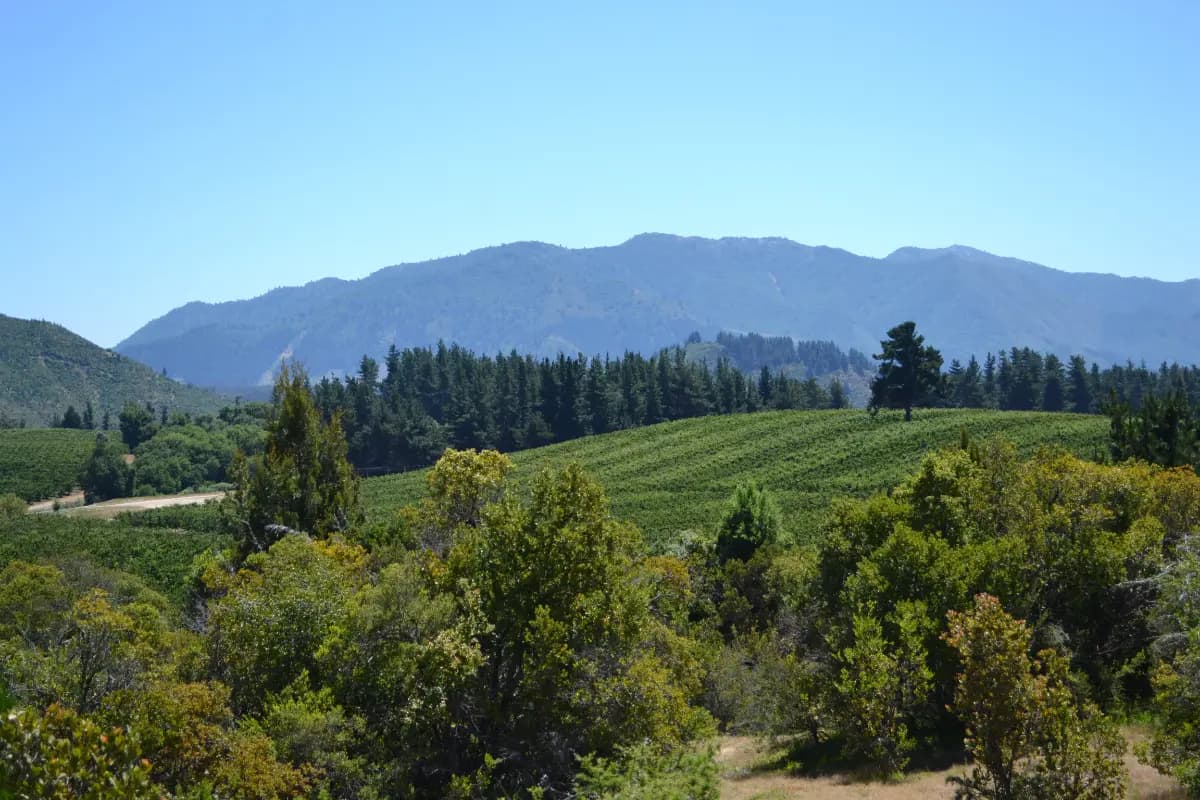 Potrero Grande, Curicó, Región del Maule, Chile