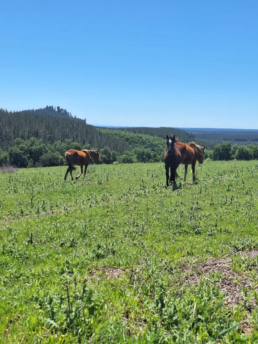 Ñiquén, Región de Ñuble, Chile