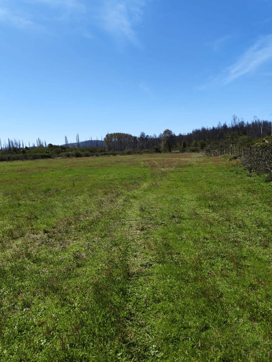 Chacay, Santa Juana, Región del Biobío 4230000, Chile