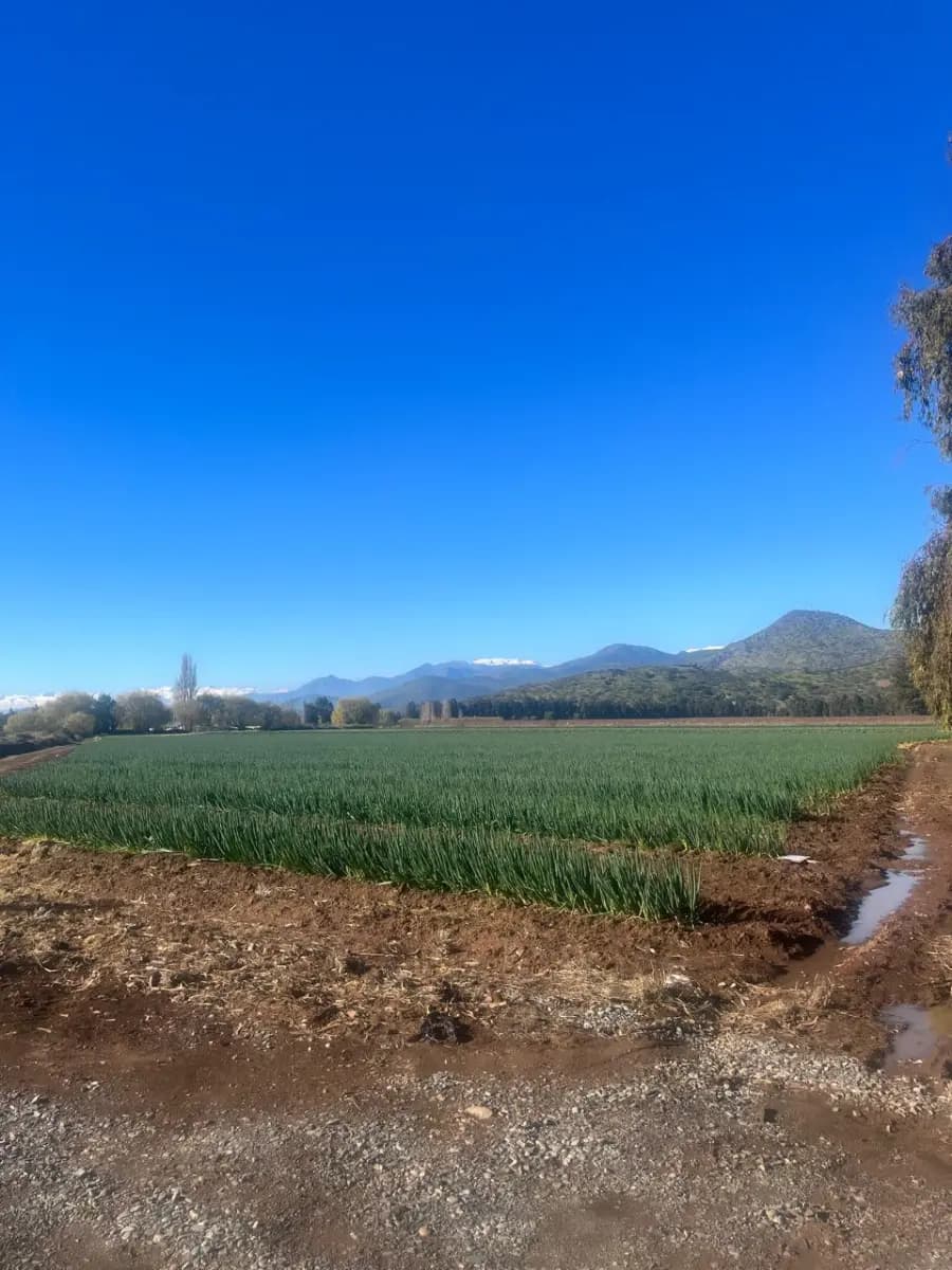 Limahue, Malloa, Región de O'Higgins, Chile