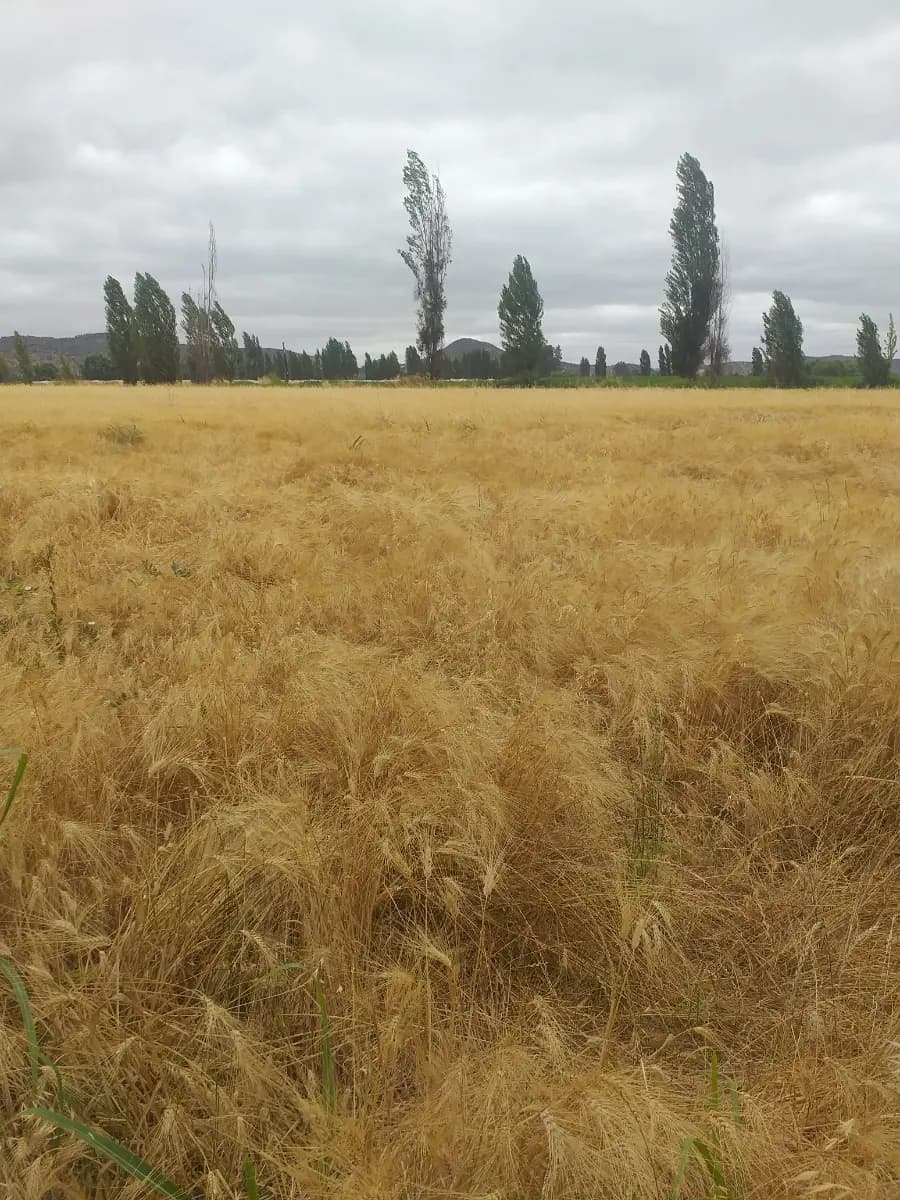 Pichidegua, Región de O'Higgins, Chile