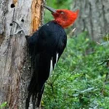 San Clemente, Región del Maule, Chile