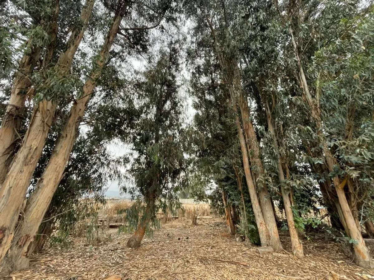 Los Laureles, Limache, Región de Valparaíso 2240000, Chile