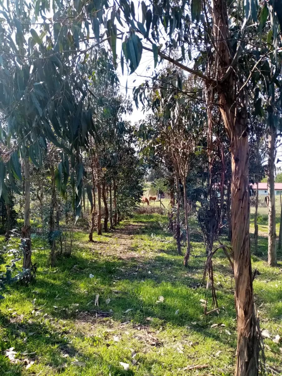 Camarico, Río Claro, Región del Maule, Chile