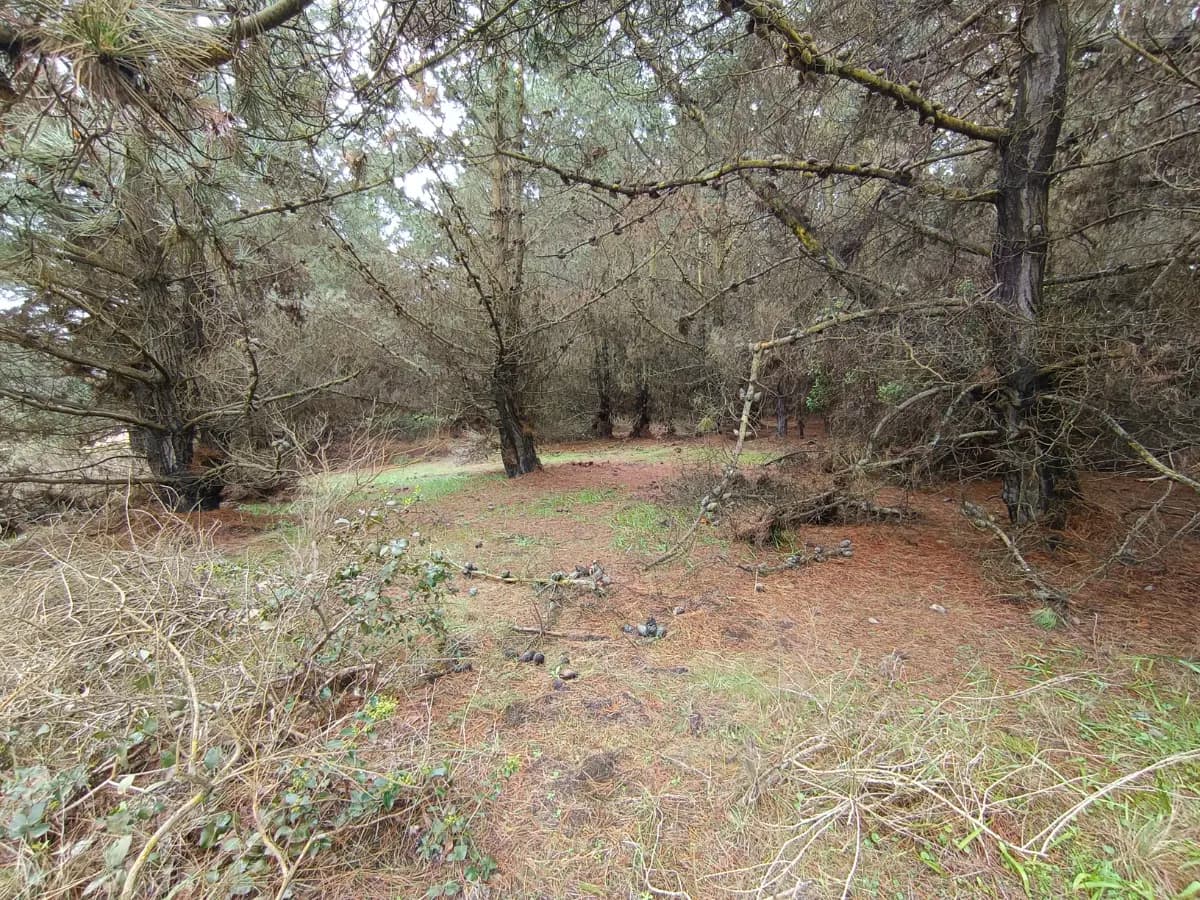 Camino al Faro, Valparaíso, Región de Valparaíso 2340000, Chile