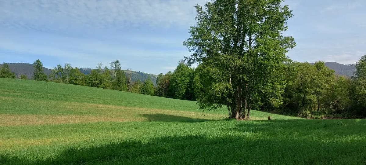 Paillaco, Región de Los Ríos, Chile