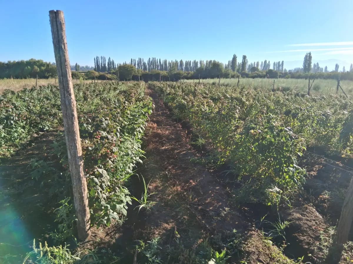 Ruta L-751, Retiro, Región del Maule 3640000, Chile