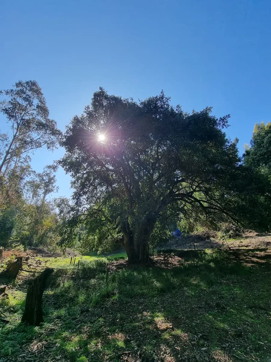 Altos De La Parra, Tomé, Región del Biobío 4160000, Chile