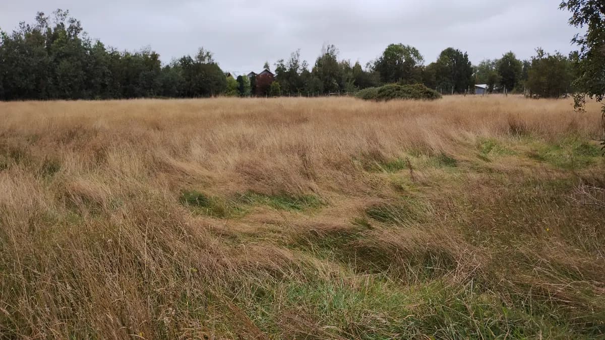 Avellanos, Puerto Montt, Región de Los Lagos 5480000, Chile