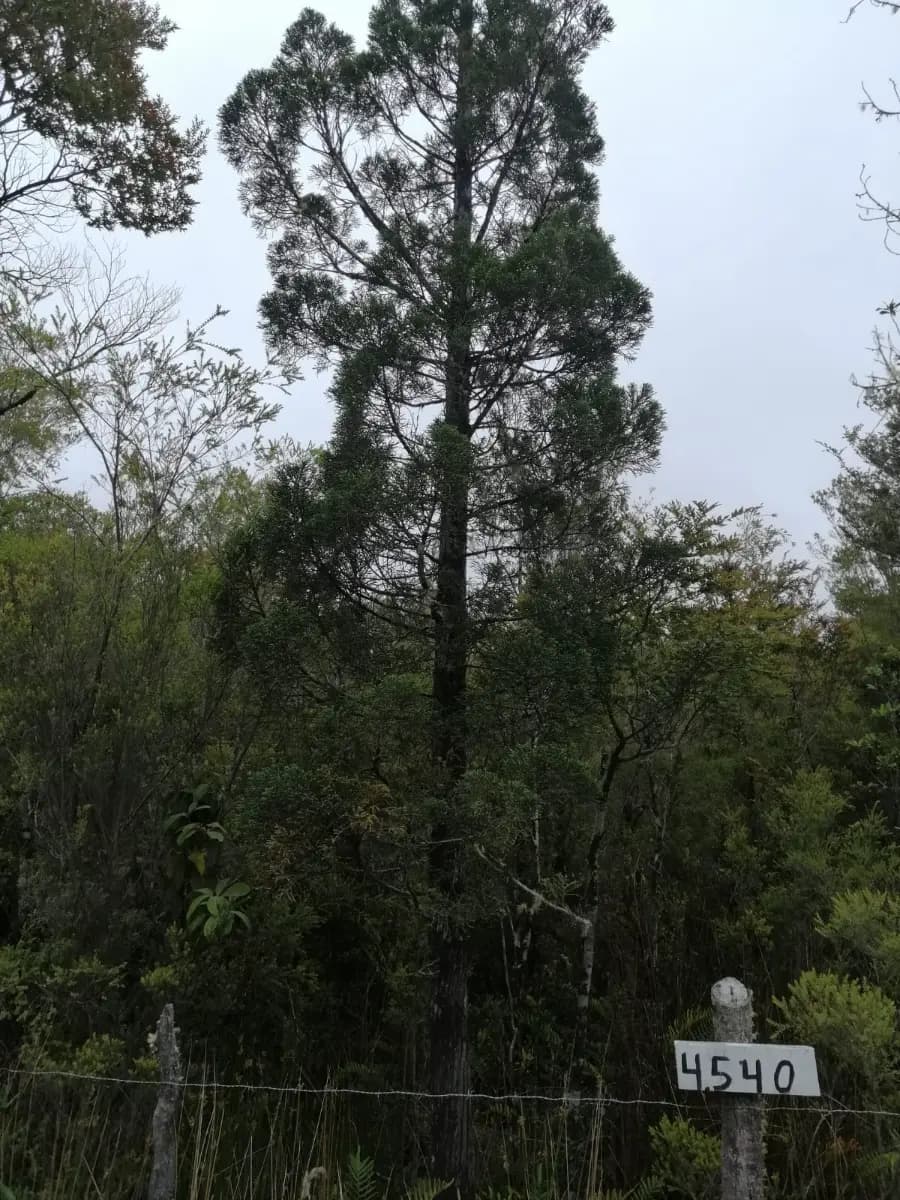 Hualaihué, Región de Los Lagos, Chile