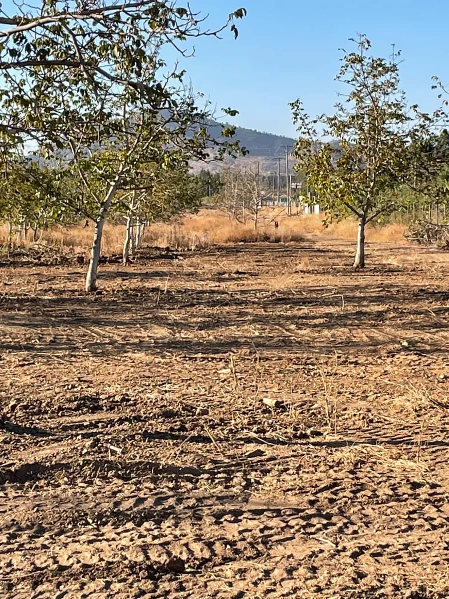 Camino Real de la Frontera, Mostazal, Región de O'Higgins 2890000, Chile