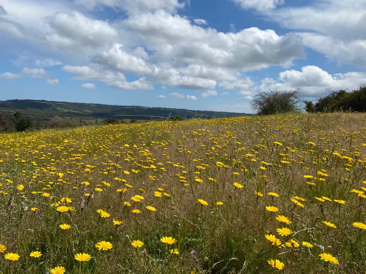 Ruta G-848, Santo Domingo, Región de Valparaíso 2720000, Chile