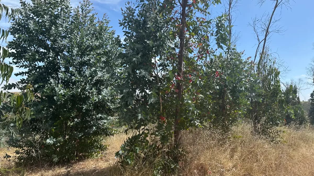 Yali, Santo Domingo, Región de Valparaíso, Chile