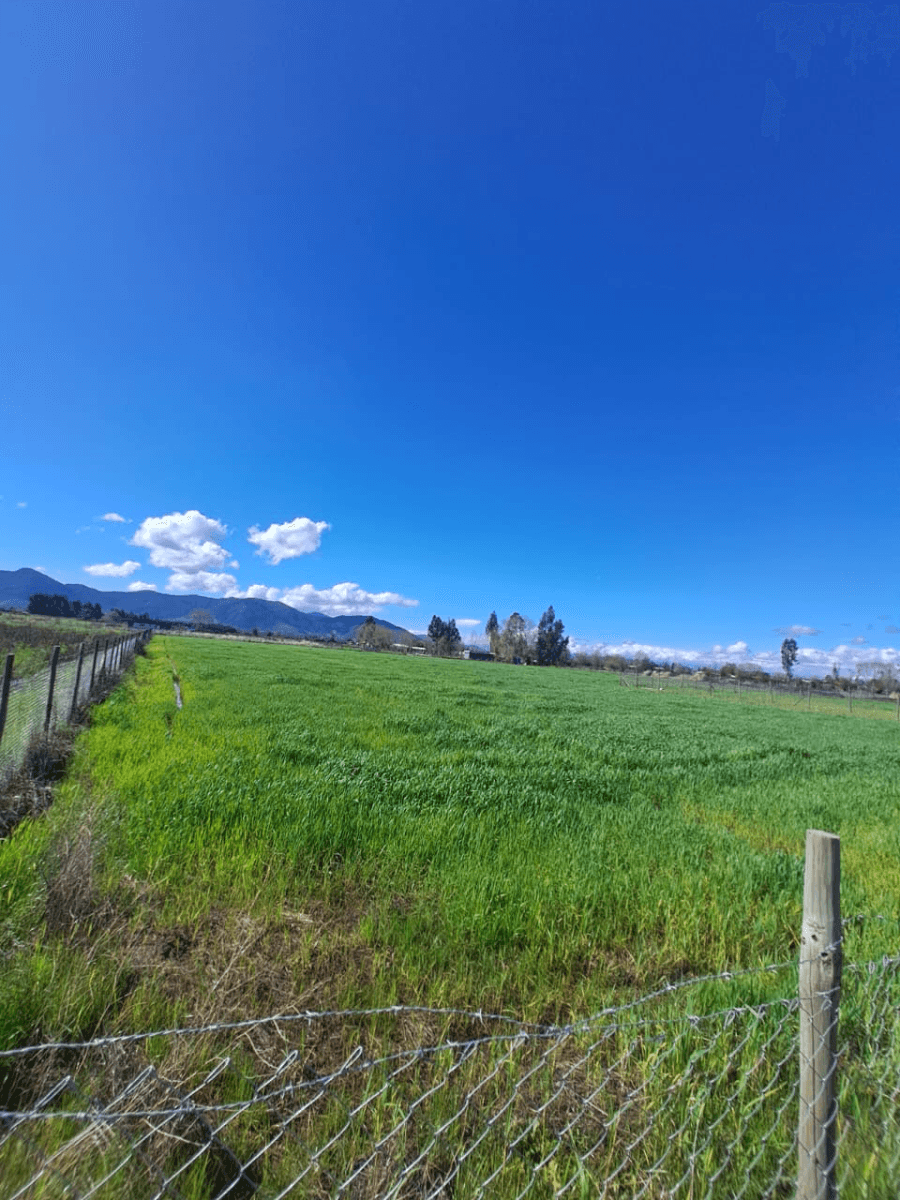 Paso de los Reyes, Santa Cruz, Región de O'Higgins 3130000, Chile