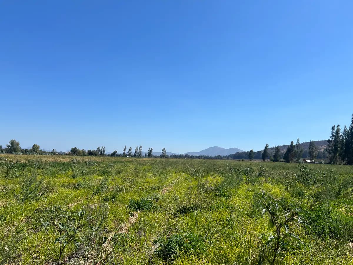 El Tránsito, Melipilla, Región Metropolitana de Santiago 9580000, Chile