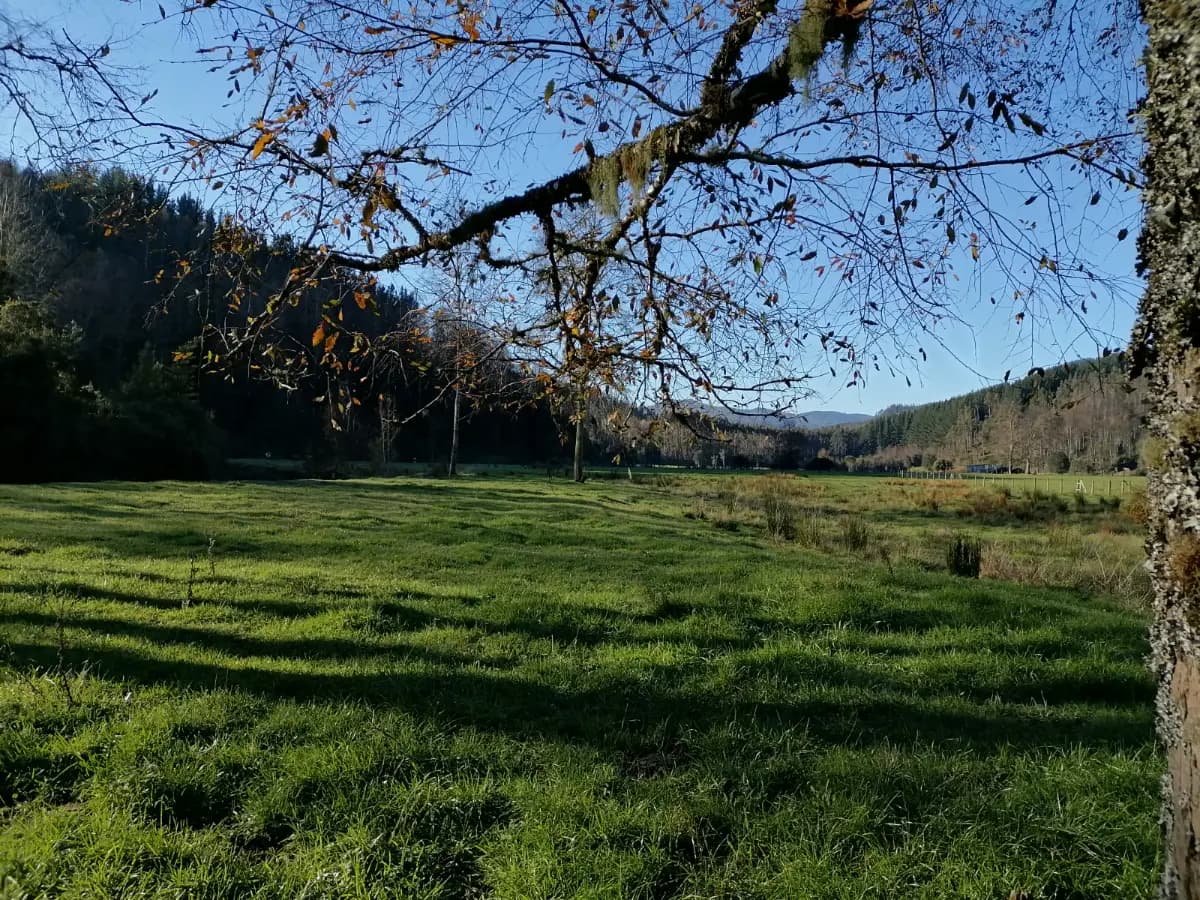 Ciruelos, Mariquina, Región de Los Ríos, Chile