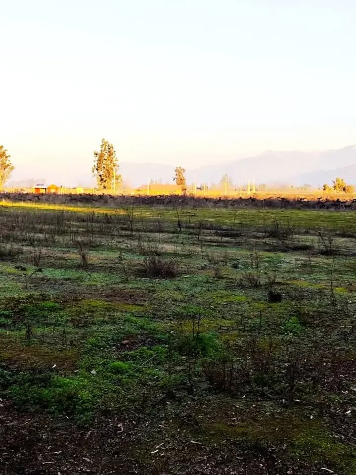 Olea, Isla de Maipo, Región Metropolitana de Santiago 9790000, Chile