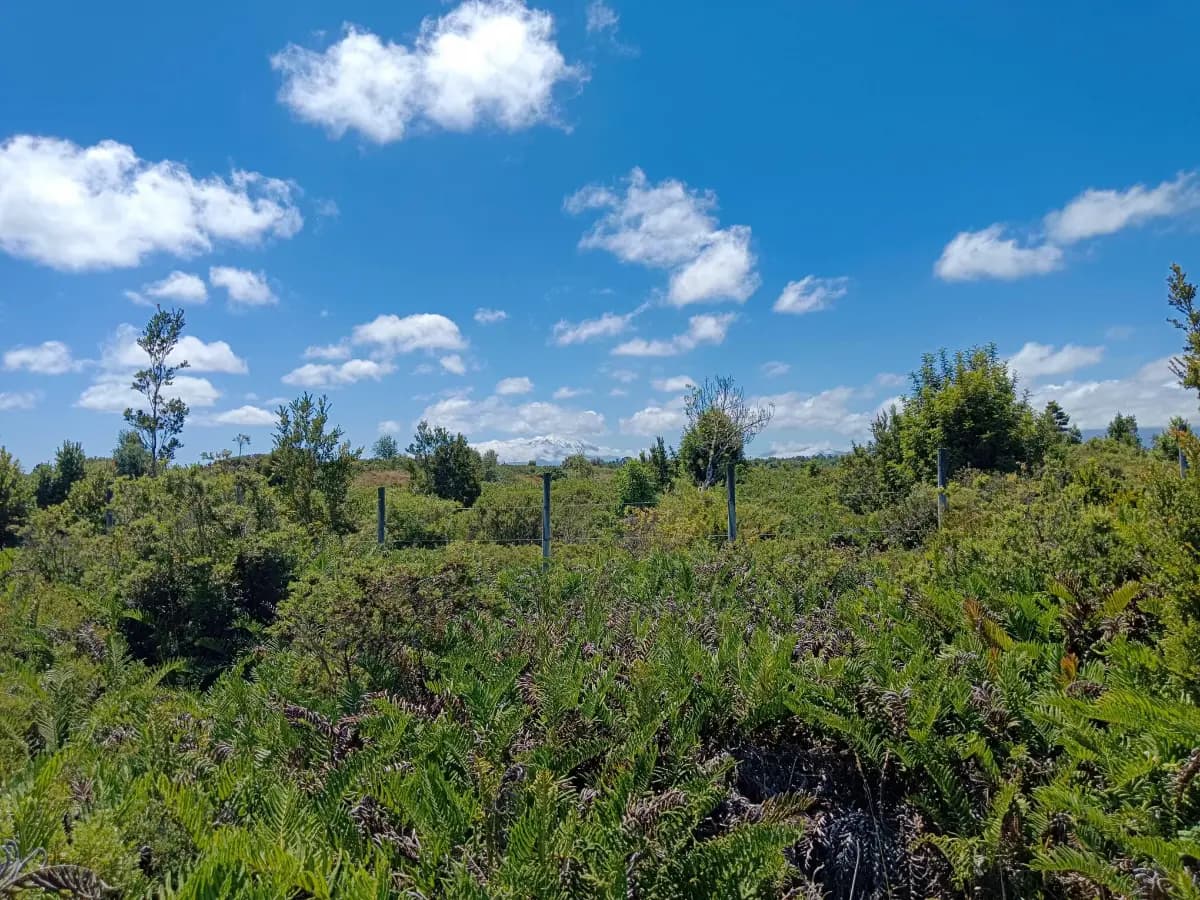 Camino El Encanto, Puerto Montt, Región de Los Lagos 5480000, Chile