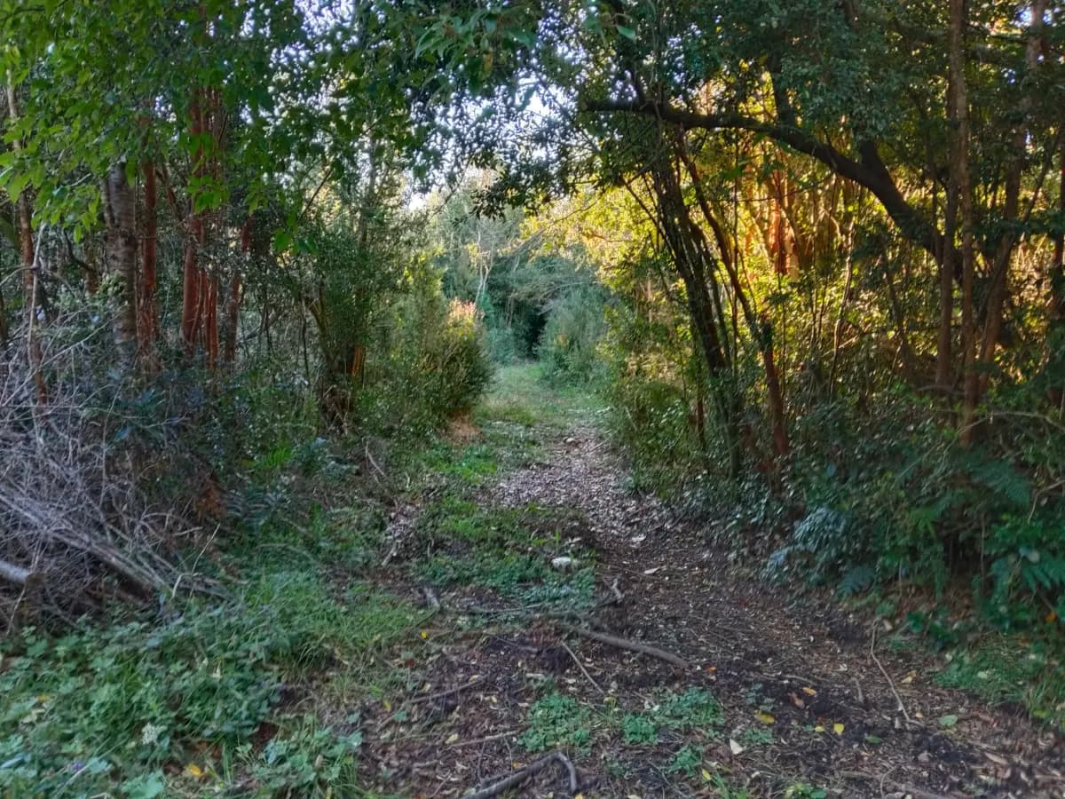 Colonia, Puerto Montt, Región de Los Lagos 5480000, Chile