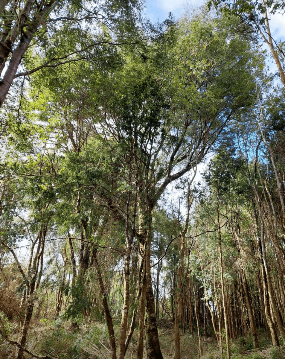 Maullín, Región de Los Lagos, Chile