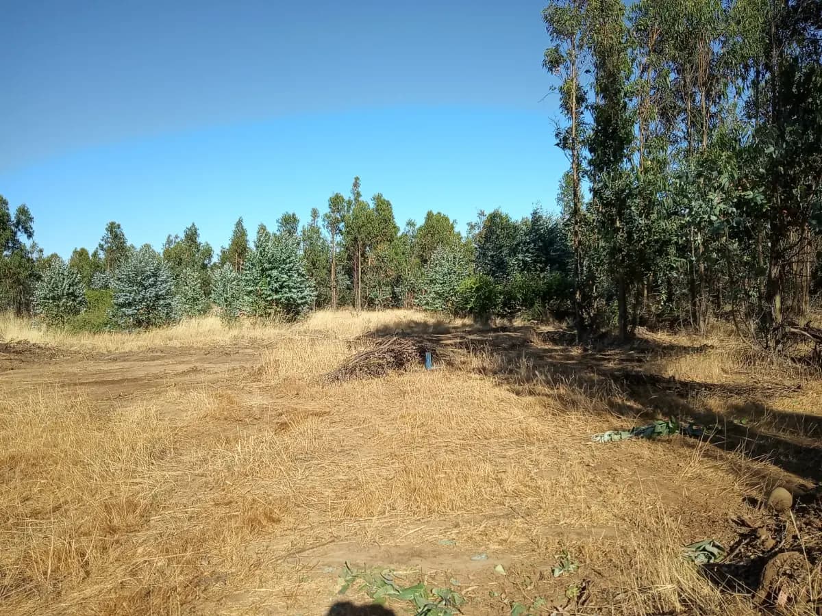 Ruta N-620, San Nicolás, Región de Ñuble 4020000, Chile