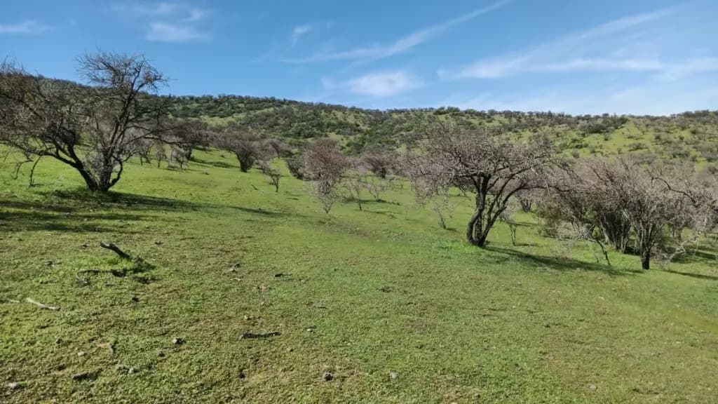 Las Cabras, Región de O'Higgins, Chile