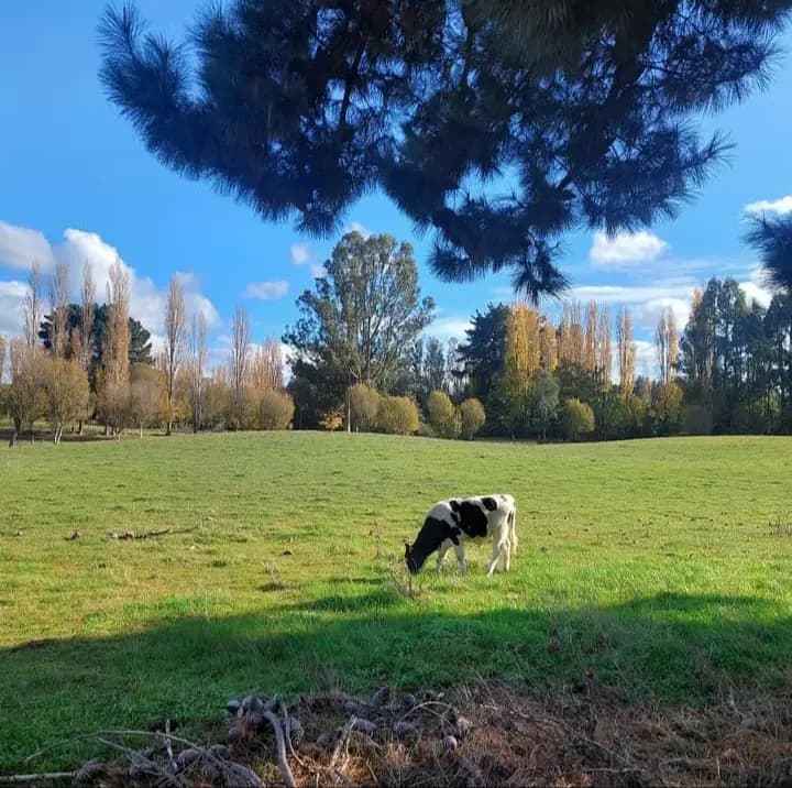 San Pablo, Región de Los Lagos, Chile