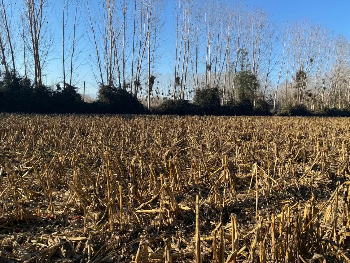 Idahue, Coltauco, 3000000, Chile
