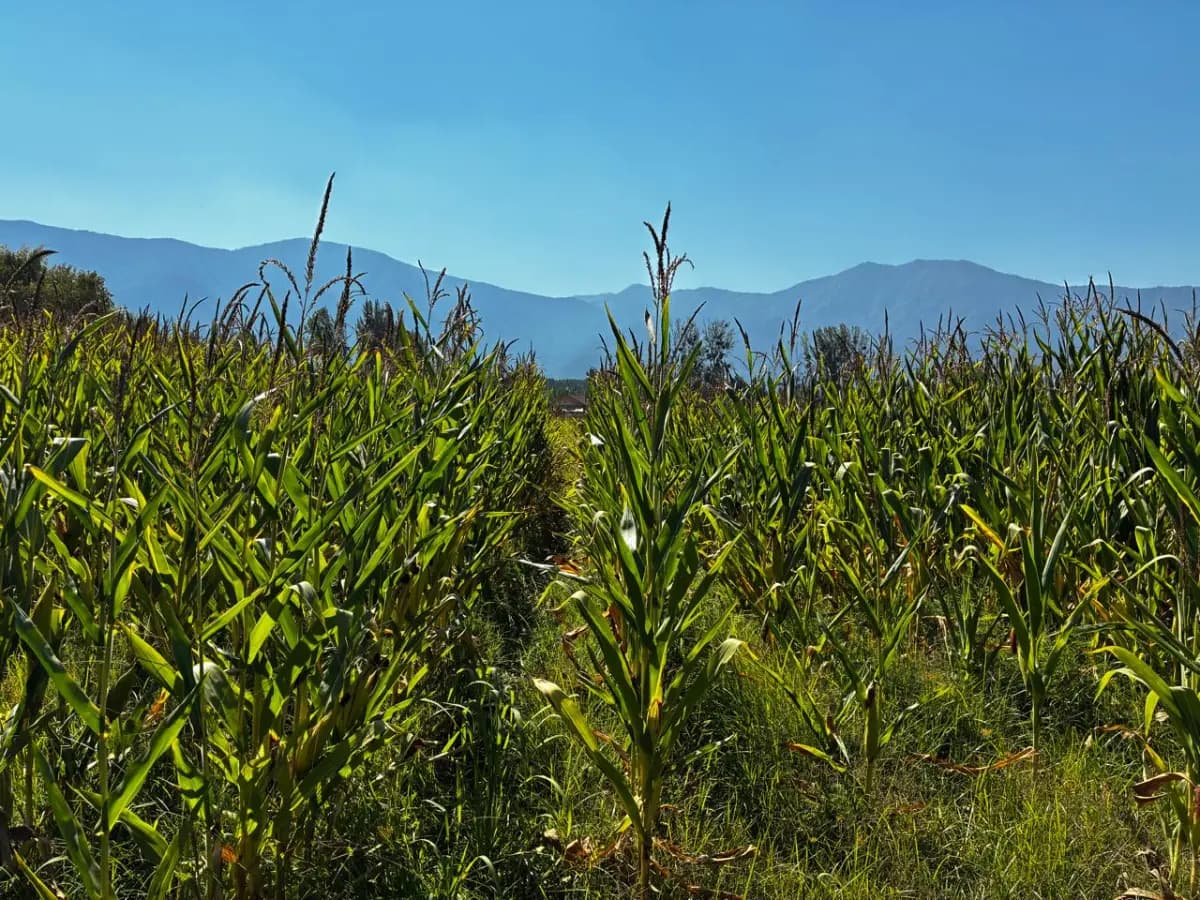 Idahue, Coltauco, Región de O'Higgins, Chile