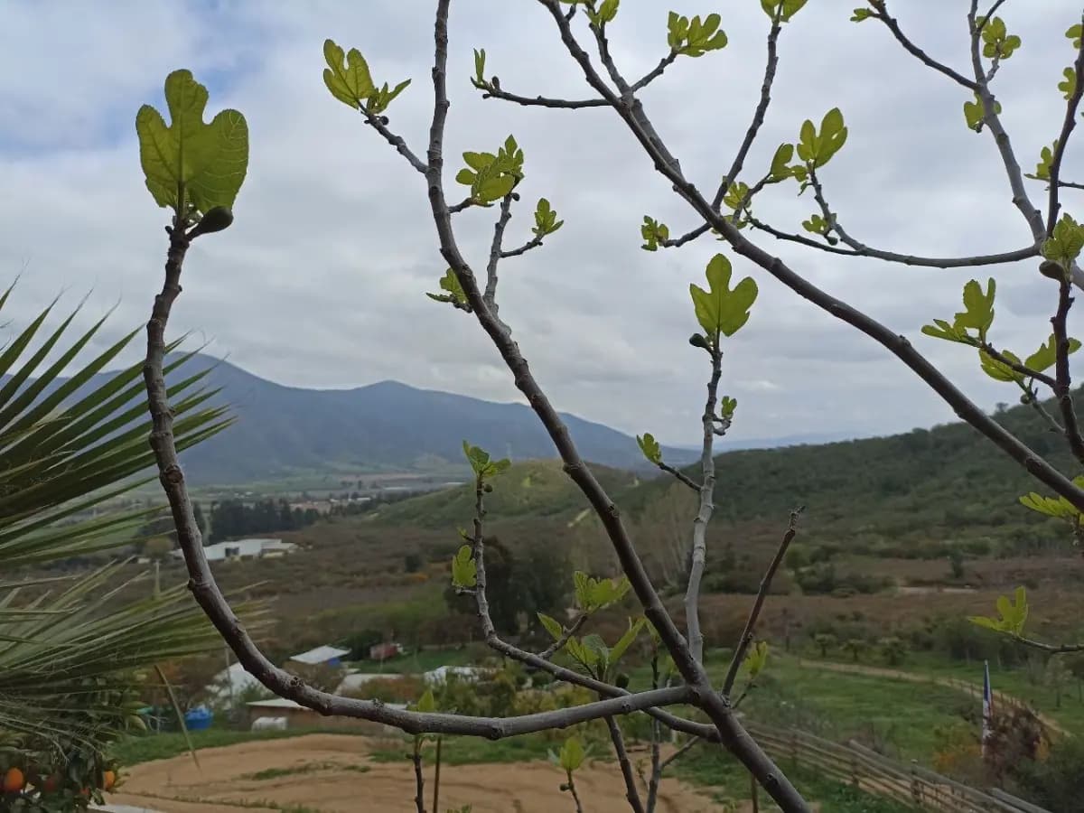 Cam. A Los Guindos 128, Melipilla, 9580000, Chile