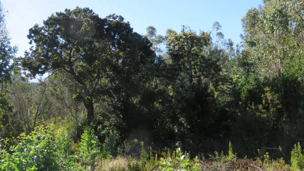 Cobquecura, Región de Ñuble, Chile