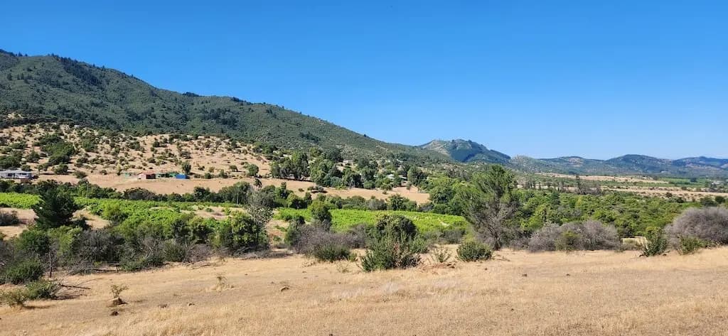 Viñedo Carrizal