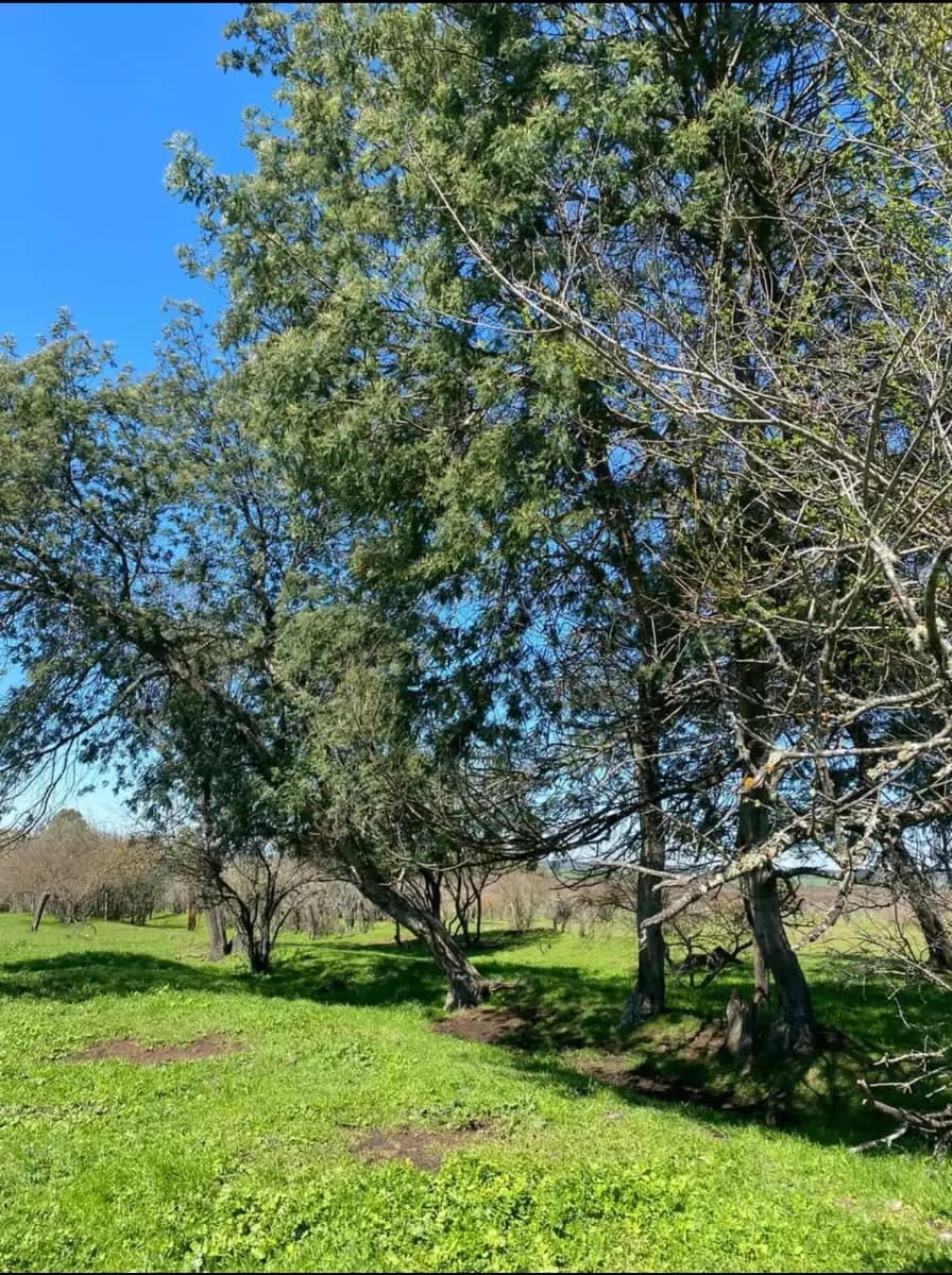 San Nicolás, Región de Ñuble, Chile