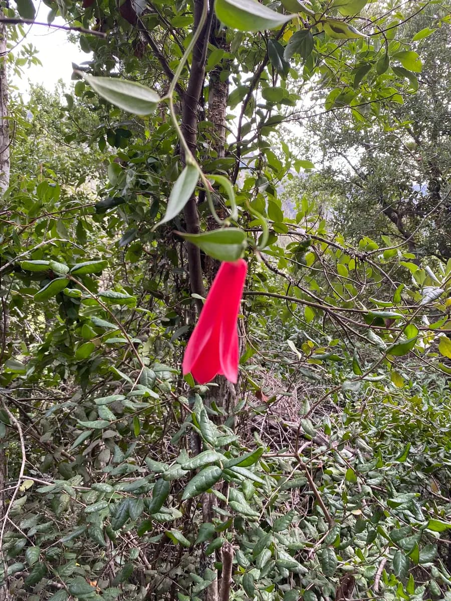 Pejerrey, Linares, Región del Maule 3580000, Chile