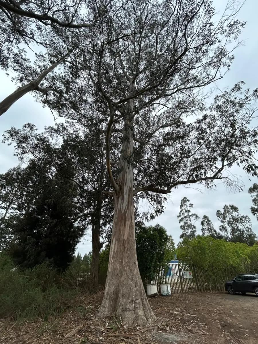 Avenida La Cumbre, Tomé, Región del Biobío 4160000, Chile