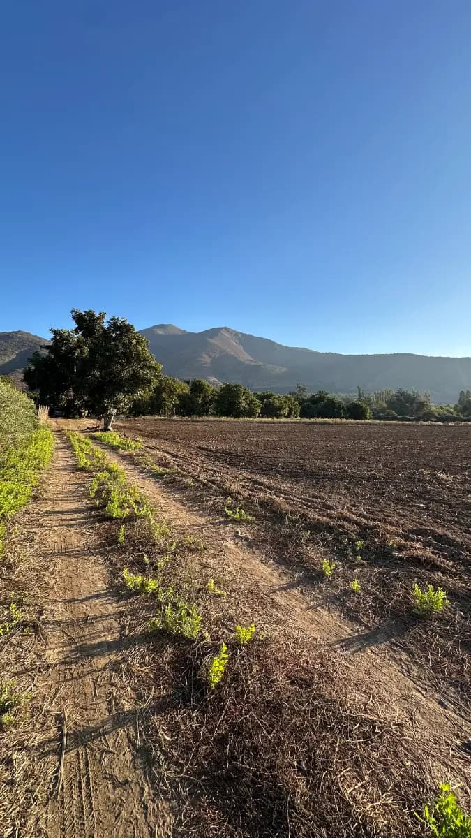 San Antonio de Naltahua, Isla de Maipo, Región Metropolitana de Santiago 9790000, Chile