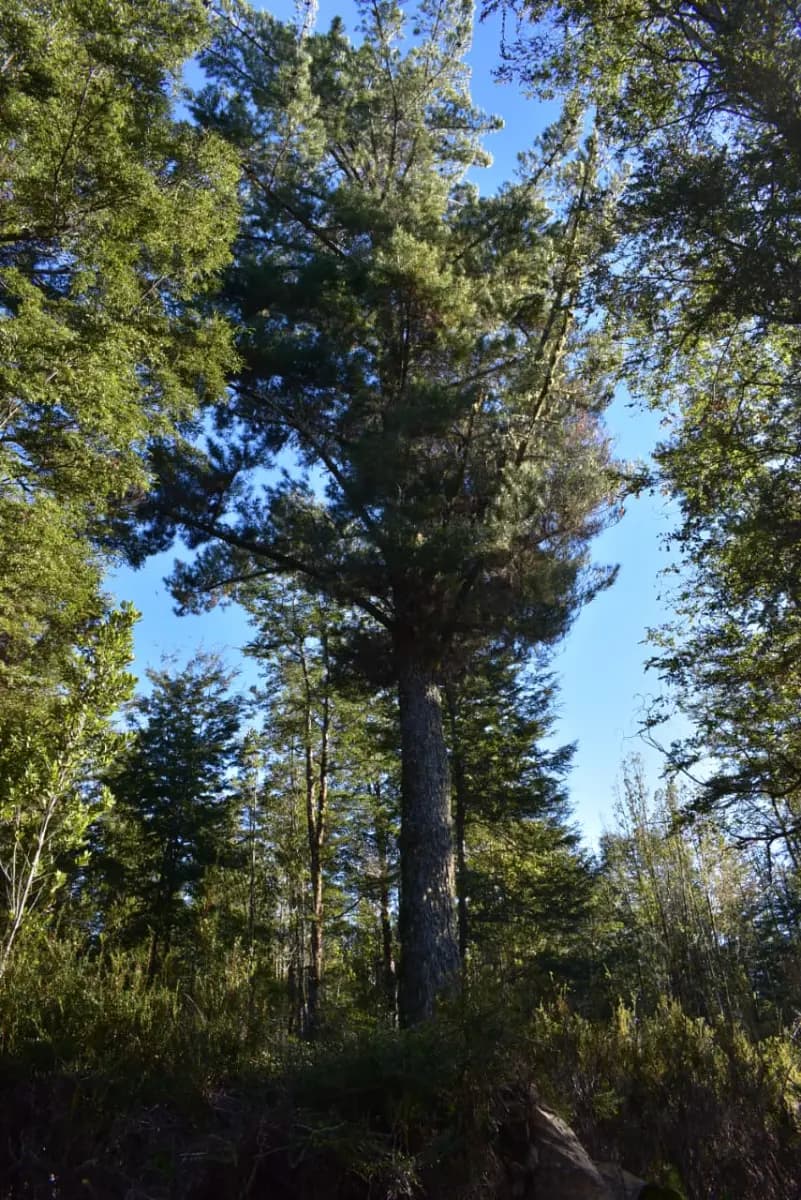 Ruta V-69, Puerto Varas, Región de Los Lagos 5550000, Chile