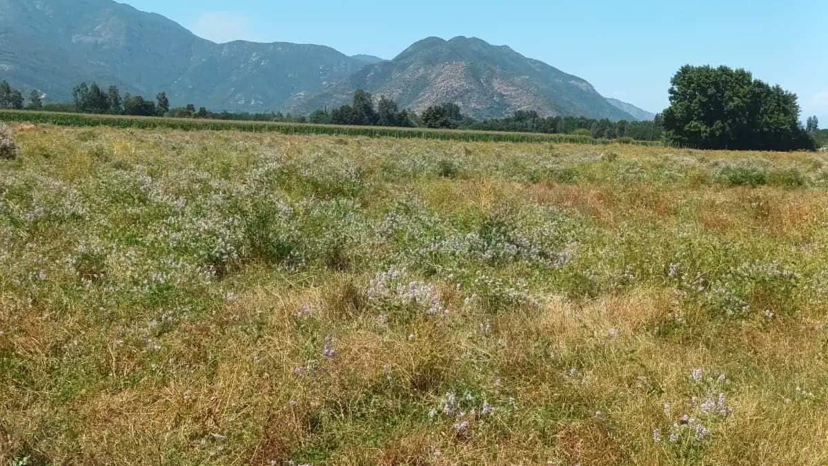 El Huape, Nancagua, Región de O'Higgins 3110000, Chile