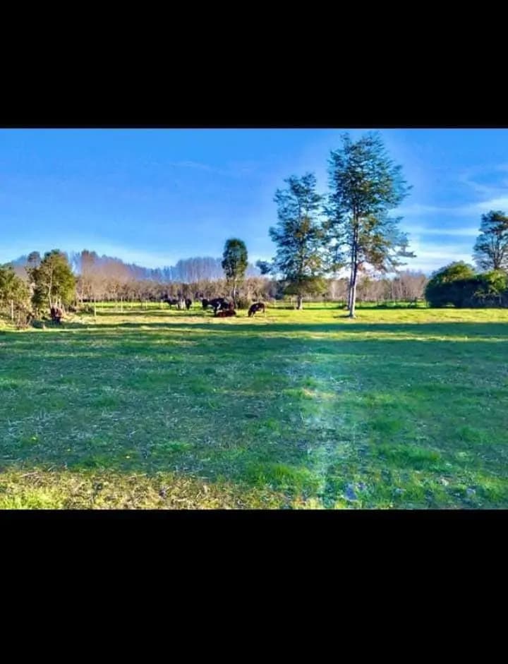 ruta U455, Puyehue, 5360000, Chile