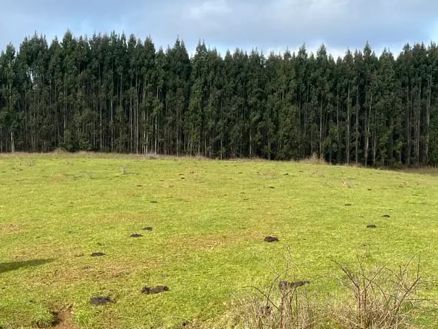 Ruta V-346, Fresia, Región de Los Lagos 5600000, Chile