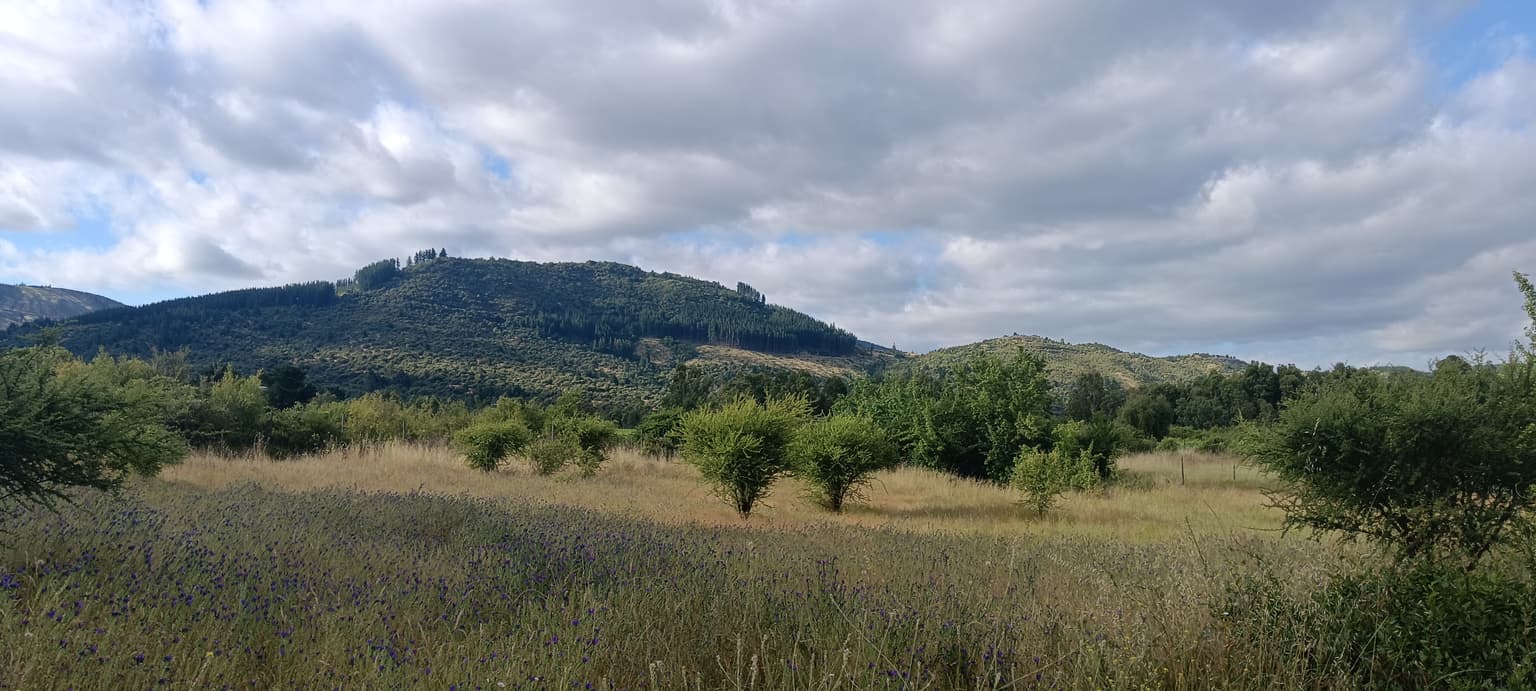 Viñedo los Taninos