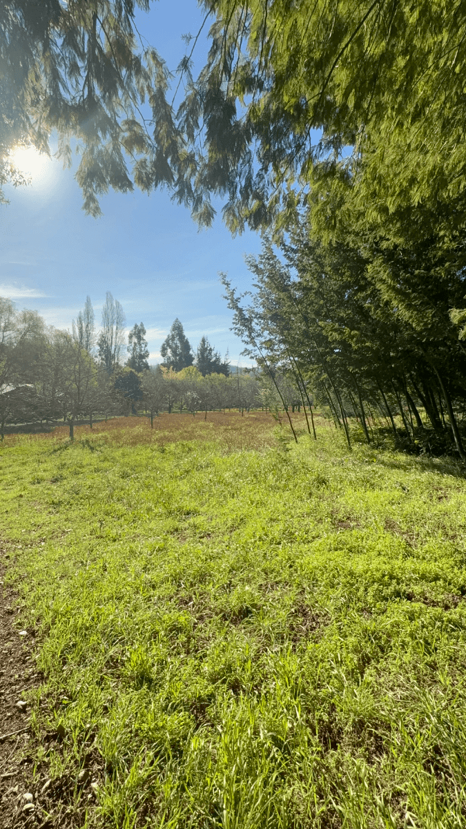 Nacimiento, Región del Biobío, Chile