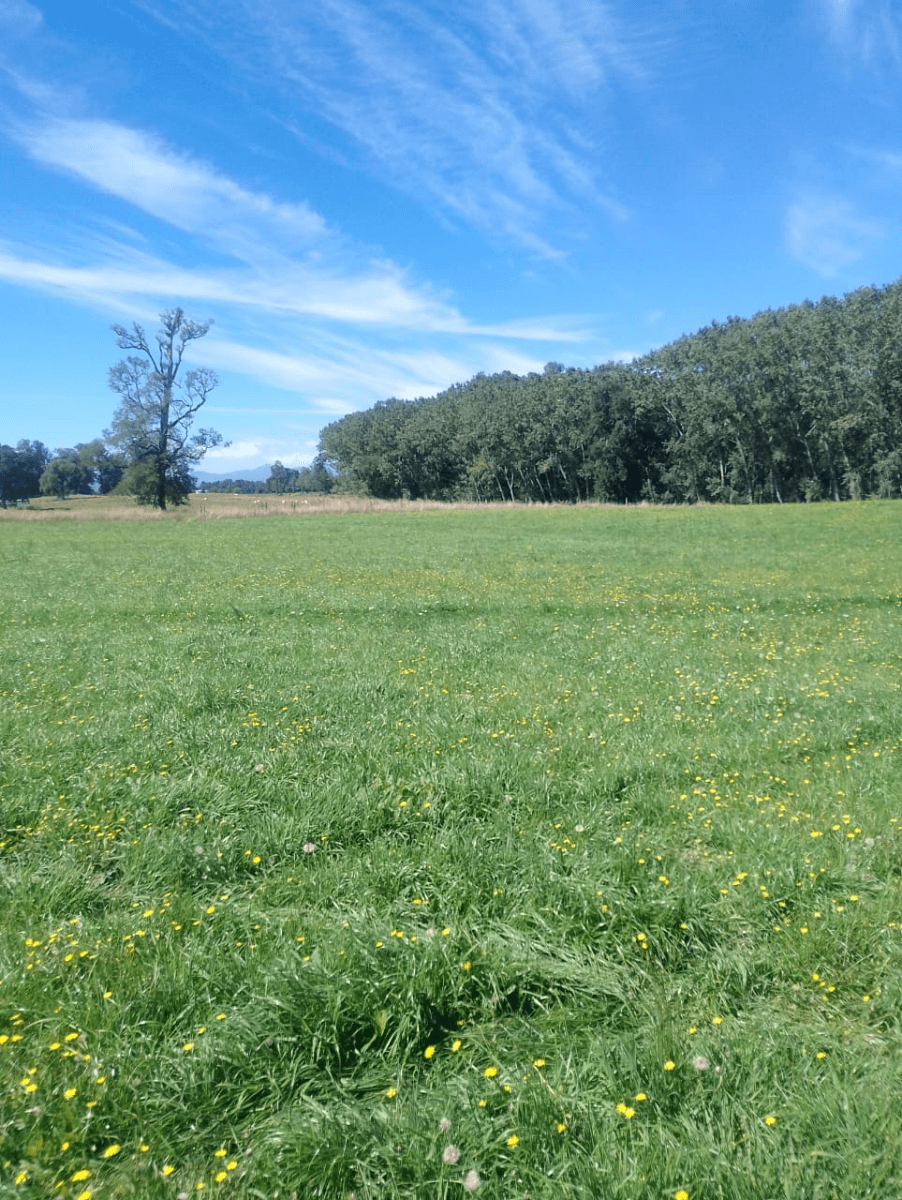 Lago Ranco, Región de Los Ríos, Chile