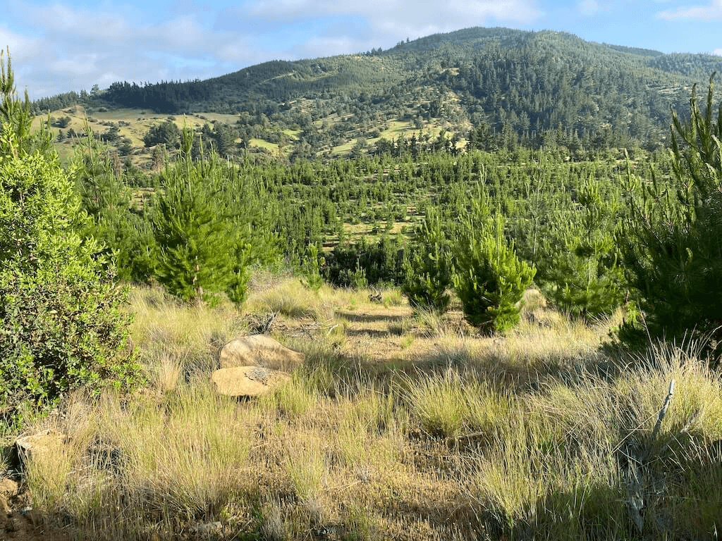 Club de Campo Cauquenes