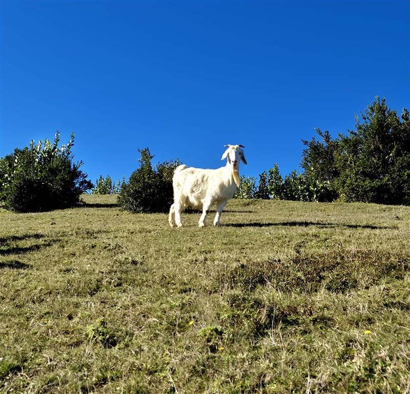 Parcelas a 12 km del centro de Lanco