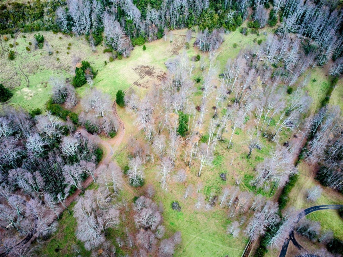 Subida krausse, gato amarillo