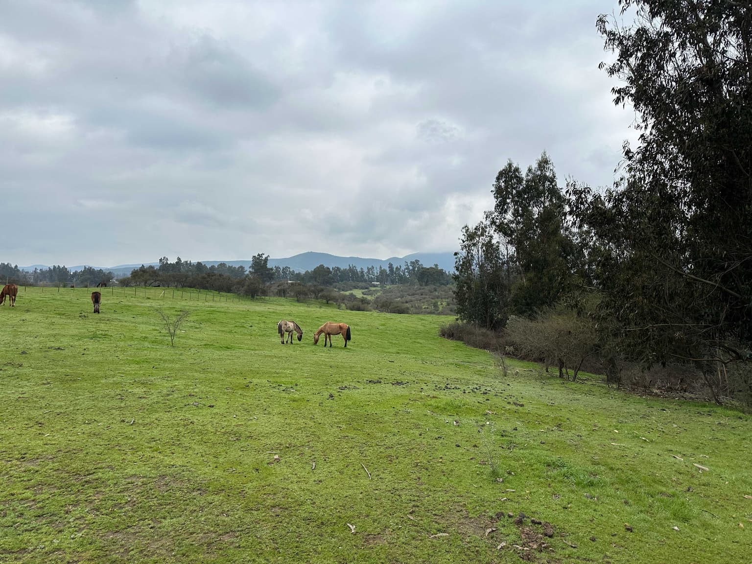 Espectacular Terreno en Codigua - Melipilla (173794)